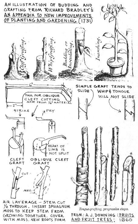 
Budding and grafting techniques.
